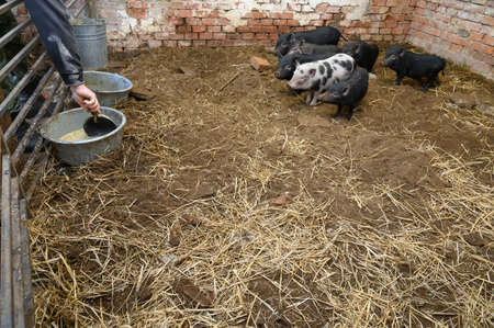 Vietnamese mini pigs get food into their feeding bowls in pig styの写真素材