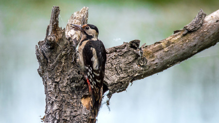 Great spotted woodpeckerの写真素材
