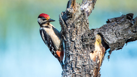 Great spotted woodpecker - youngの写真素材