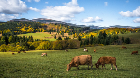 Cows on the autumn meadowの写真素材