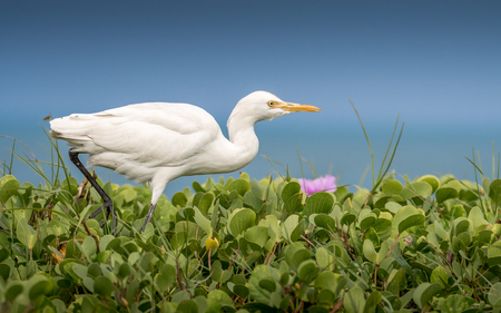 Cattle egret, walk along the bankの写真素材