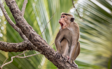 Toque macaque, screaming in the jungleの写真素材