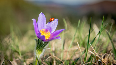 Seven-Spot Ladybird on the Pasqueflowerの写真素材
