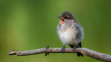 The red-backed shrike Lanius collurio - youngの写真素材