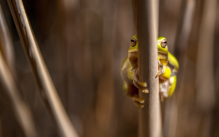 european tree frogの写真素材