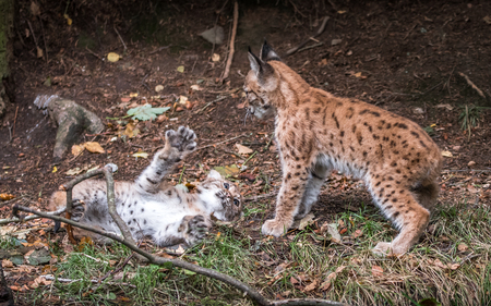 Eurasian lynx, little brothers are playingの写真素材