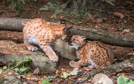 Eurasian lynx, little brothers are playingの写真素材