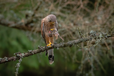 Common kestrel with his catchの写真素材