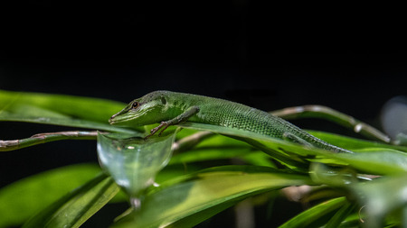 Sakishima Grass Lizard also known as Takydromus dorsalis. Lives in Japan.