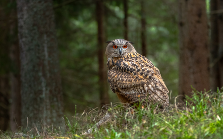 European eagle-owl or Eurasian eagle-owl, Bubo bubo.の写真素材