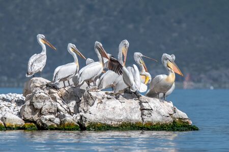 Dalmatian Pelican - Pelecanus crispus. The most massive member of the pelican family, and perhaps the world's largest freshwater bird.の写真素材