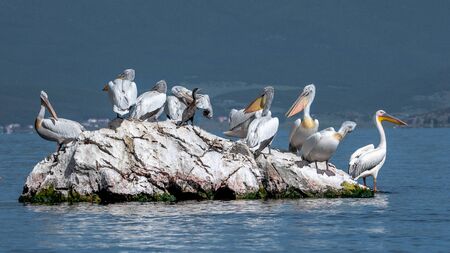 Dalmatian Pelican - Pelecanus crispus. The most massive member of the pelican family, and perhaps the world's largest freshwater bird.の写真素材