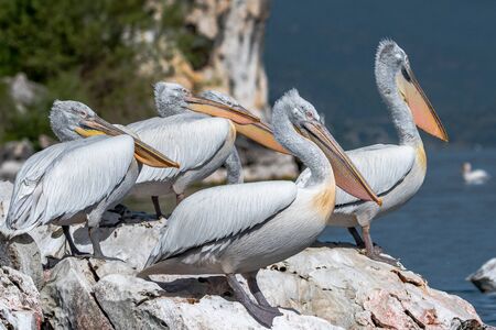 Dalmatian Pelican - Pelecanus crispus. The most massive member of the pelican family, and perhaps the world's largest freshwater bird.の写真素材