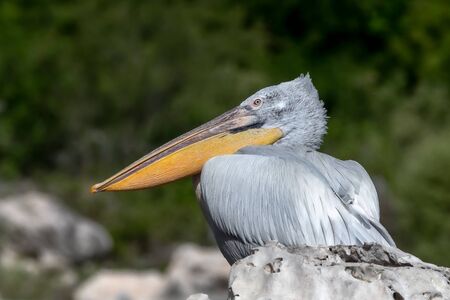 Dalmatian Pelican - Pelecanus crispus. The most massive member of the pelican family, and perhaps the world's largest freshwater bird.の写真素材