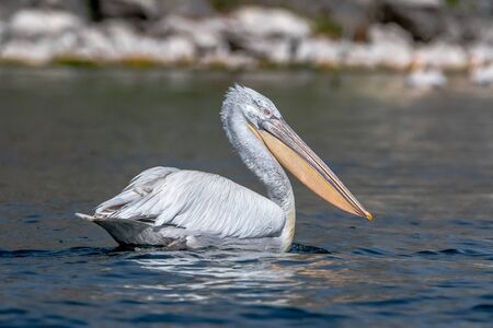 Dalmatian Pelican - Pelecanus crispus. The most massive member of the pelican family, and perhaps the world's largest freshwater bird.の写真素材