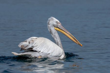 Dalmatian Pelican - Pelecanus crispus. The most massive member of the pelican family, and perhaps the world's largest freshwater bird.の写真素材