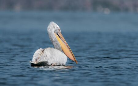 Dalmatian Pelican - Pelecanus crispus. The most massive member of the pelican family, and perhaps the world's largest freshwater bird.の写真素材