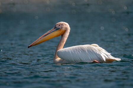 Great white pelican - Pelecanus onocrotalus. Also known as the Eastern White Pelican, Dew Pelican or White Pelicanの写真素材