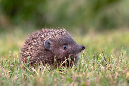 Hedgehog. Northern White-breasted Hedgehog - Erinaceus roumanicus.の写真素材