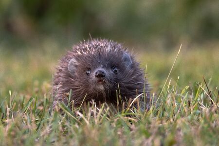 Hedgehog. Northern White-breasted Hedgehog - Erinaceus roumanicus.の写真素材