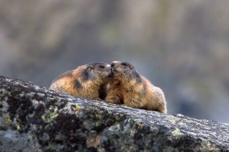 Alpine Marmot, Marmota Marmot, High Tatras, Slovakia