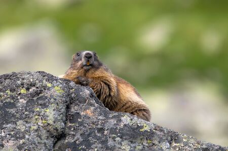Alpine Marmot, Marmota Marmot, High Tatras, Slovakiaの写真素材