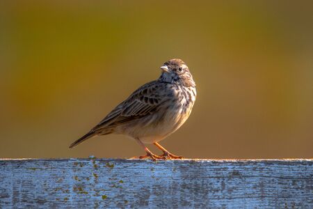 Crested lark, Galerida cristata. The crested lark is a songbird.の写真素材
