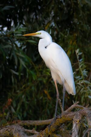 Great Egret, Ardea alba. Also known as the common egret, large egret or great white heronの写真素材