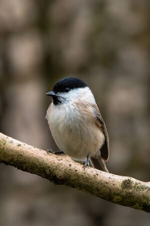 Willow tit, Poecile montanus. It is a widespread and common resident breeder throughout temperate and subarctic Europe and northern Asia.の写真素材