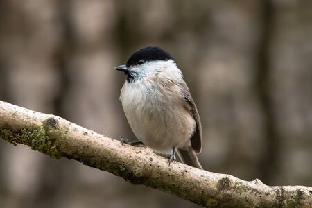 Willow tit, Poecile montanus. It is a widespread and common resident breeder throughout temperate and subarctic Europe and northern Asia.の写真素材