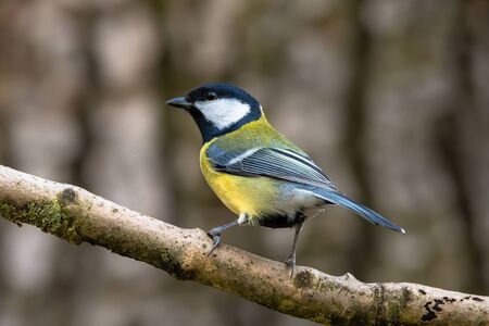 Great tit, Parus major. It is a widespread and common species throughout Europe, the Middle East, Central and Northern Asia, and partsの写真素材