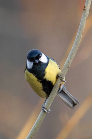 Great tit - Parus major, is a passerine bird in the tit family Paridae. It is a widespread and common species throughout Europe, the Middle East, Central and Northern Asia, and parts of North Africaの写真素材