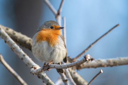 European robin - Erithacus rubecula, known simply as the robin or robin redbreast.の写真素材