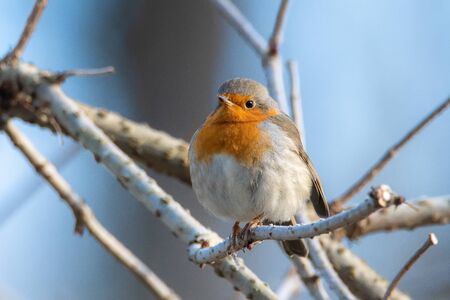 European robin - Erithacus rubecula, known simply as the robin or robin redbreast.