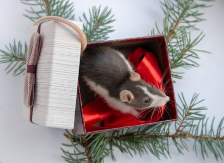 Gray rat on gift box. Isolated on white background. beauty on a gift for new year and Christmas.の写真素材