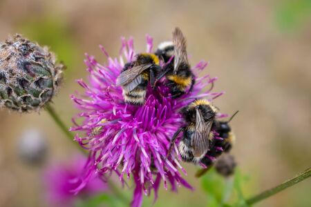 A bumblebee pollinating a purple abloom thistle in the middle of flowering meadow. backgroundの写真素材