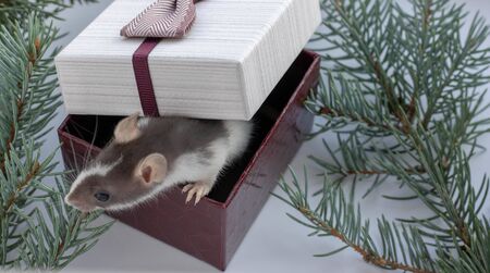 Little fluffy rat in the New Year composition. Next to her is a gift with a red bow. animalsの写真素材