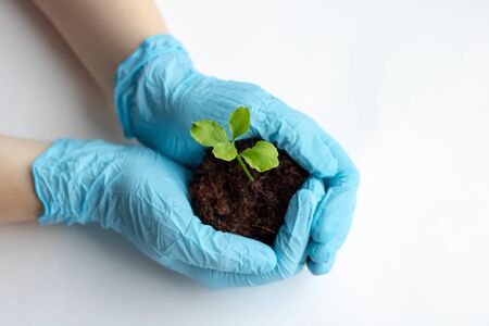 growing seedlings in a greenhouse farmer. selection of seedlings for agriculture. green sprout with earth in female hands in gloves.の写真素材