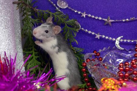 Rat in lavender. Blue rat sitting in hand outdoor. Rat is a symbol of 2020 according to the Eastern calendar.の写真素材