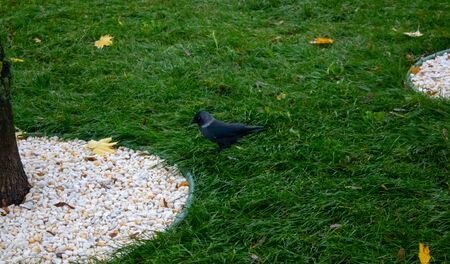 Portrait of a jackdaw coloeus monedula foraging in the grass.の写真素材