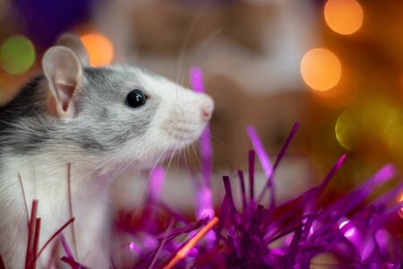 Close-up of a rat looks out of his refuge, symbol of 2020の写真素材