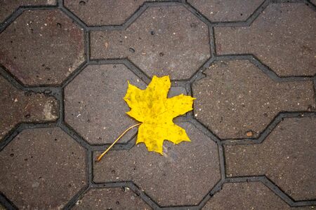 The car on the nature. Wheels and tyres closeup near autumn park.の写真素材