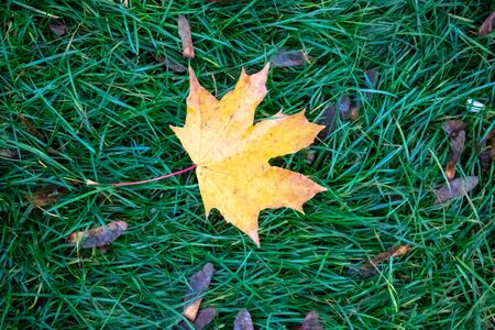 fallen autumn leaves on grass in sunny morning light, toned photoの写真素材