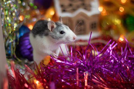 Happy New Year. Cute white and grey domestic rat in New Years decor, toys and candles. Rat is 2020 new year symbolの写真素材