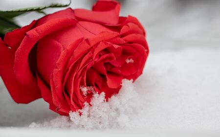 Rose flowers under the first snowの写真素材