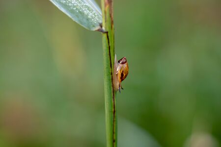 Big snail in shell crawling on grass or reed of corn, summer day in garden. snail, edible snail or...