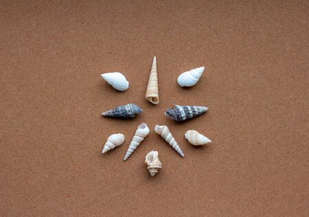 White and brown little seashells on the sand at the beach which can be used for greeting cards or postal cards.の写真素材