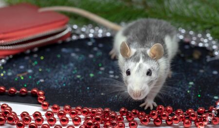 Christmas rat Symbol of the new year 2020. Year of the rat. Chinese New Year 2020. Christmas toys, bokeh. Rat on the background of Christmas decorations. Christmas greeting card template festiveの写真素材