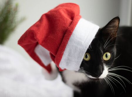 Black kitten in Christmas santa claus hat with holiday decorations on white background.の写真素材