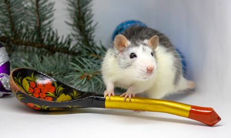 Cute silver rat sits around a large wooden spoon. Chinese New Year symbol 2020.の写真素材